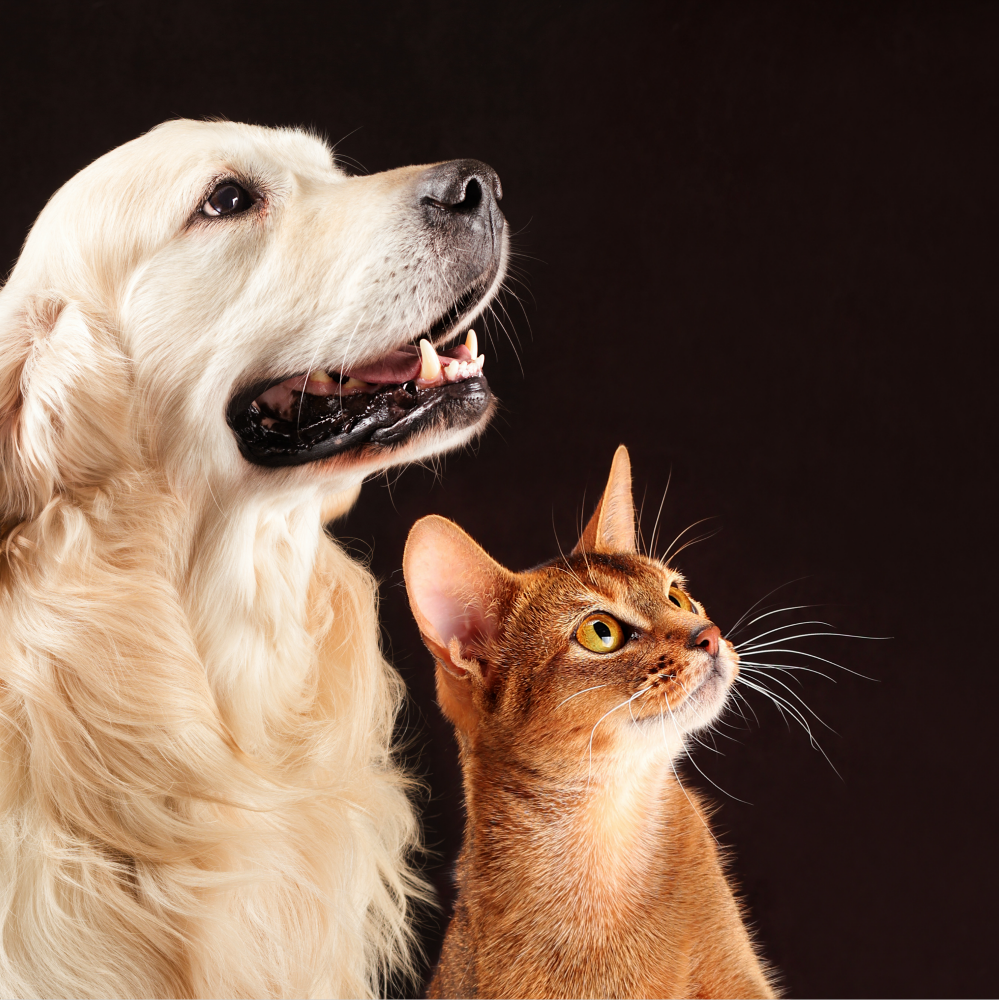 Best Places To Get Pet Supplies Ship To Malaysia Buyandship MY 