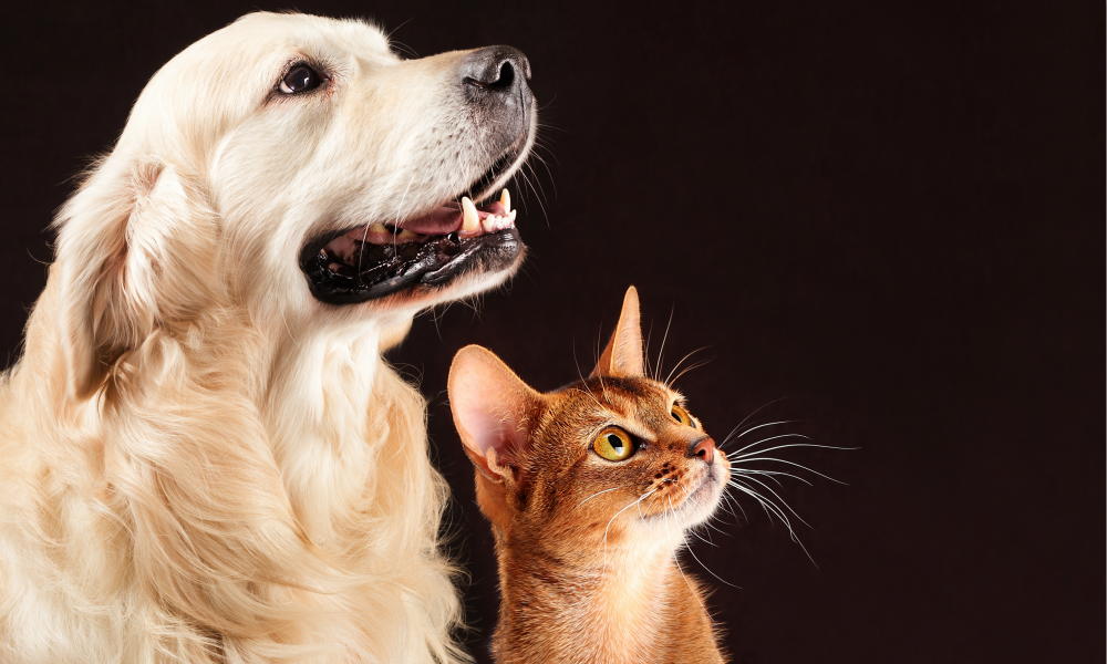 Best Places to Get Pet Supplies & Ship to UAE