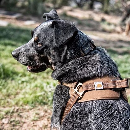 Carhartt harness for dogs and pets